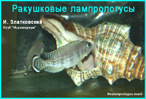 www.israquarium.co.il